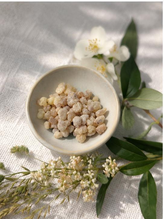 Oman peasize (Boswellia sacra)